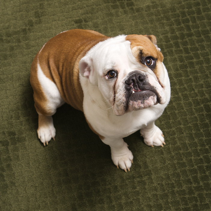 english bulldog on carpet