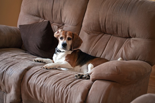 dog on couch