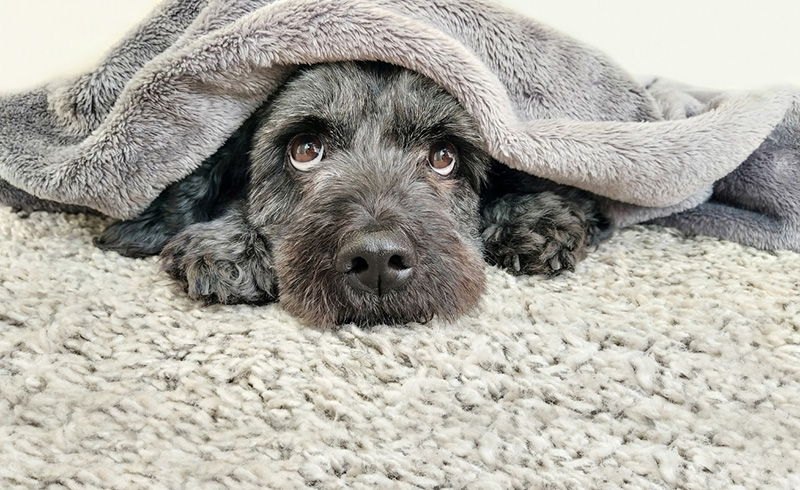 poodle under blanket on carpet