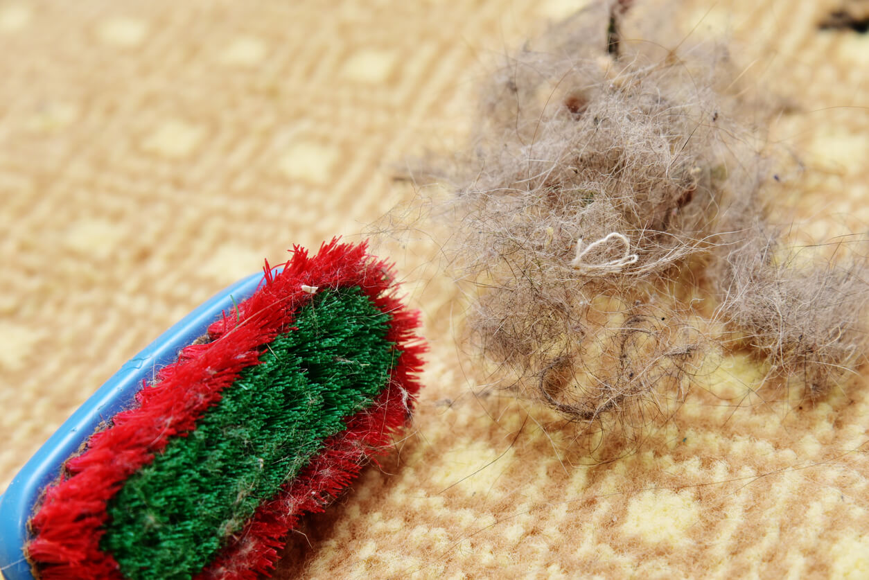 dog hair from carpet brush